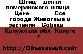 Шпиц - шенки померанского шпица › Цена ­ 20 000 - Все города Животные и растения » Собаки   . Калужская обл.,Калуга г.